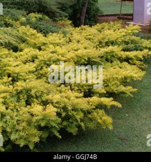 Taxus baccata - `Summergold'   CON007455 Stock Photo